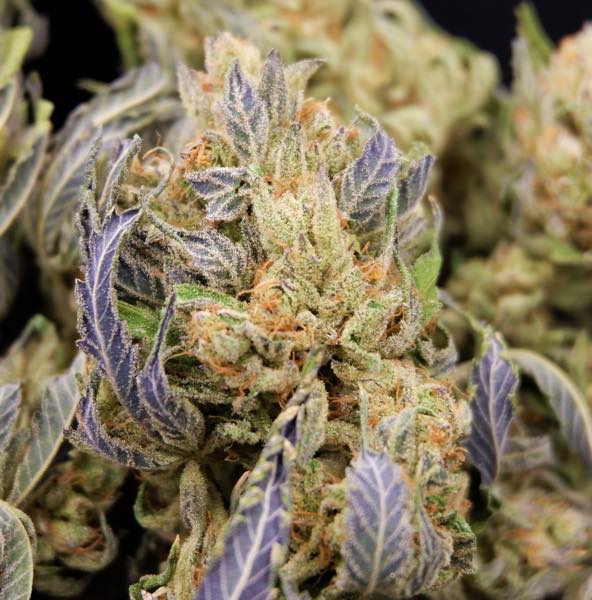 The Fire Cookies strain