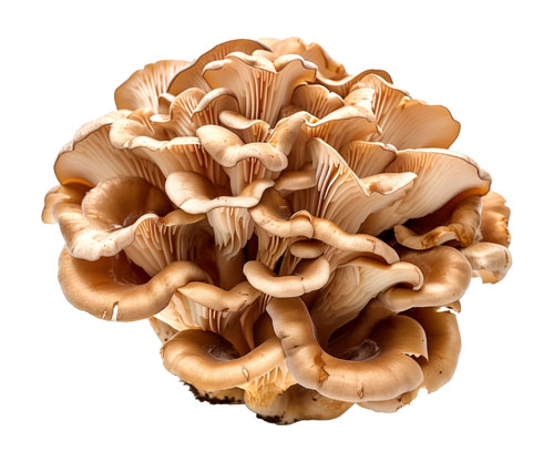 Mushroom organoleptic sensory panel report to aid product formulators available from Nammex