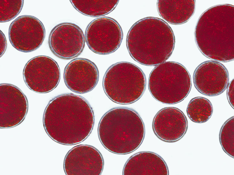 Nature’s food of the future: microalgae