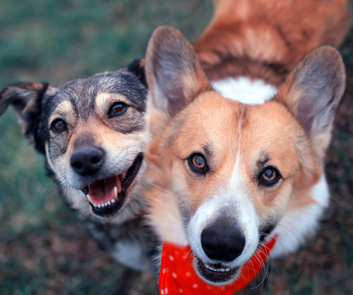 New study demonstrates consistent and targeted prebiotic effects of Benicaros for canine gut health