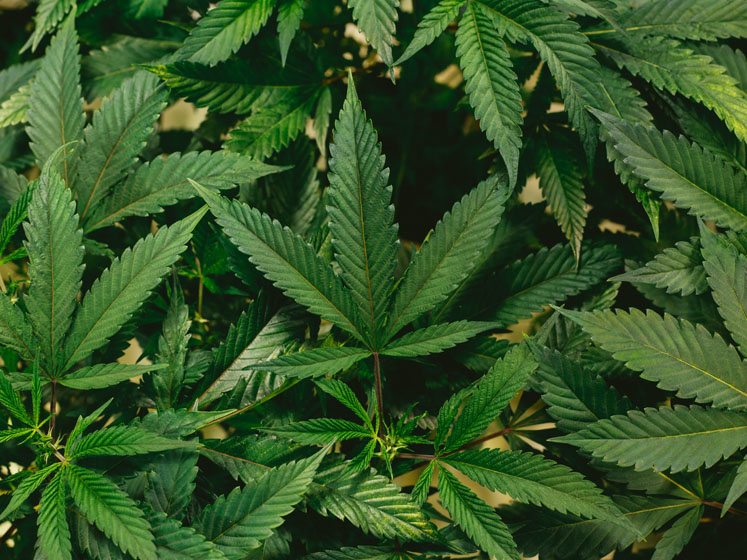 Nine CBD innovation trends to watch in 2022