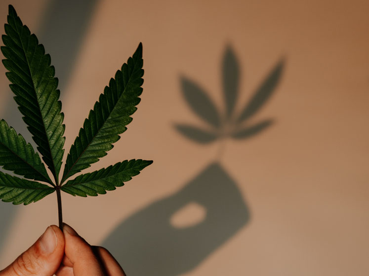 Nine CBD innovation trends to watch in 2022