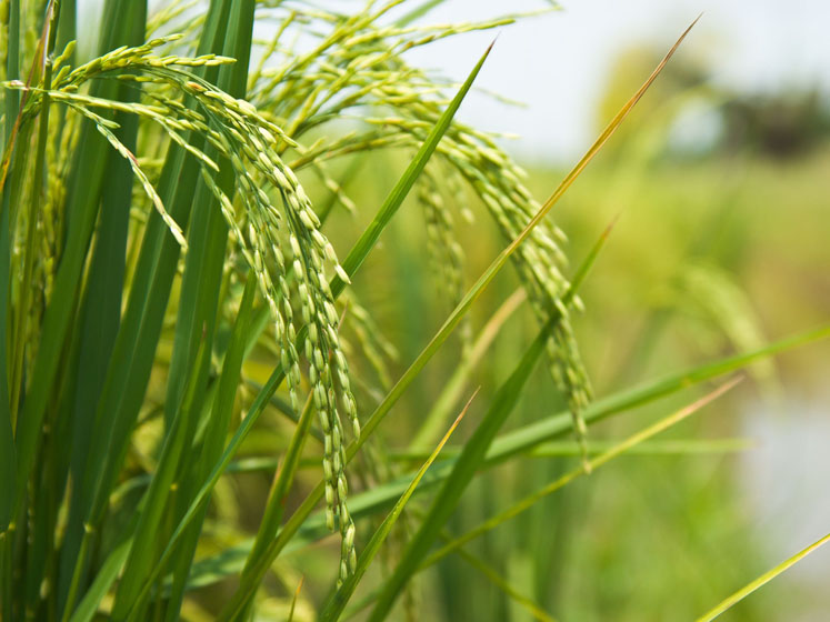 Pet well-being focus drives demand for rice protein in pet foods