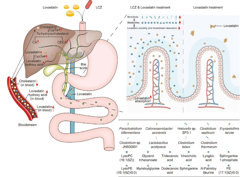 Probiotic enhances lovastatin efficacy but high doses pose risks