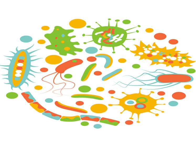 Probiotics: quality assurance begins with strain stability