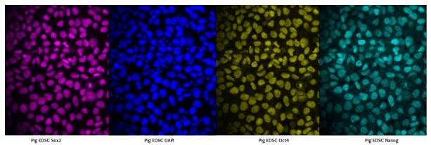 Products for sustainable food development