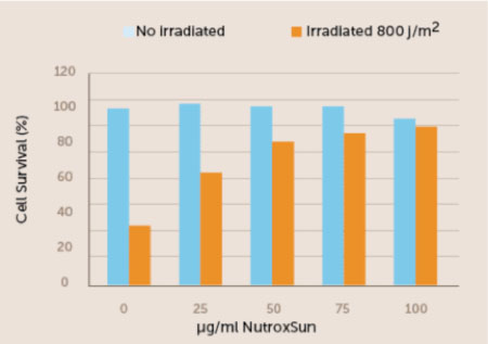 Figure 2. In this in vitro study, NutroxSun boosted the survival rate of human skin cells exposed to UV radiation. In tests, the highest dose
 of NutroxSun resulted in the survival of about 90% of cells, compared
 with just 30% of cells without NutroxSun protection.