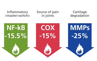 Figure 3: Pycnogenol is known to inhibit NF-kB activation