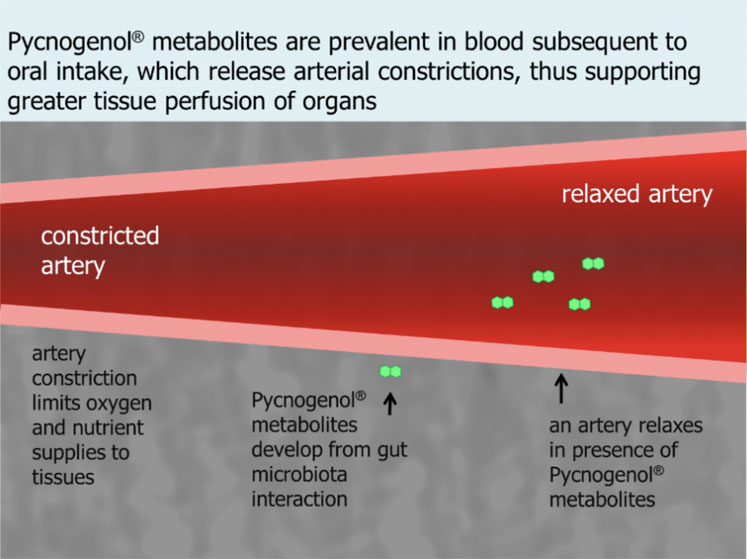 Figure 1: How Pycnogenol relaxes arterial constriction for better blood flow