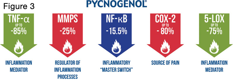 Pycnogenol’s mechanisms of action explained: part II