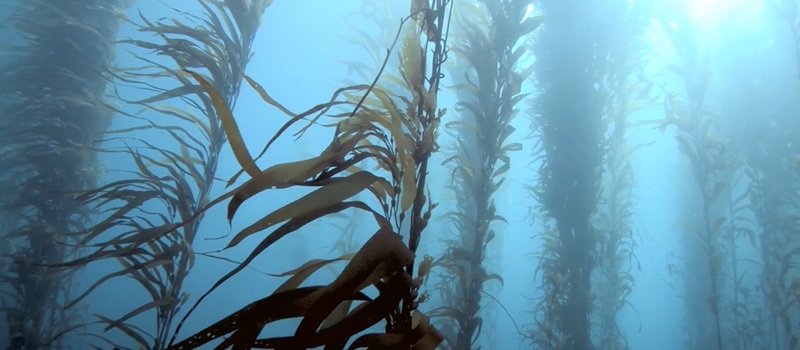 The full paper titled 'Therapies from Fucoidan: New developments', in <em>Marine Drugs</em> can be accessed at www.mdpi.com/1660-3397/17/10/571