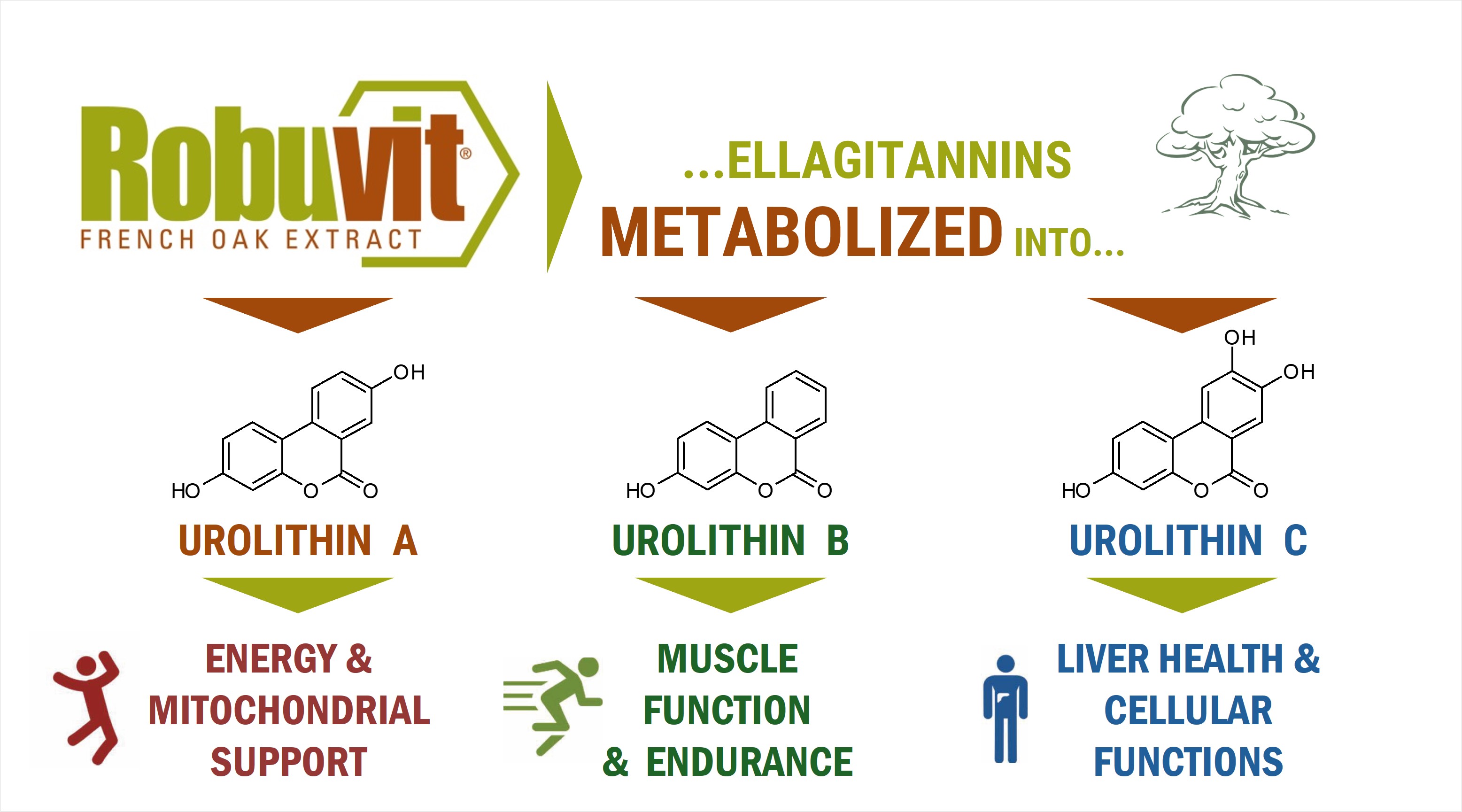 Robuvit: natural energy and recovery from French oak