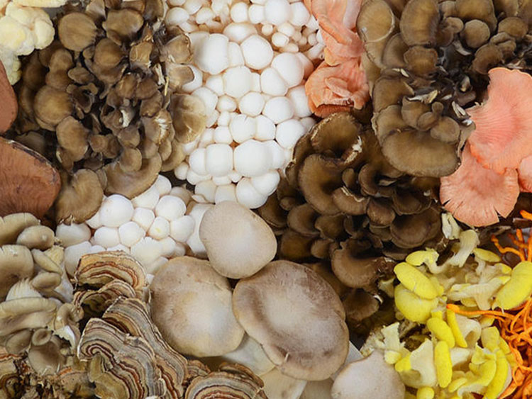 Sourcing quality functional mushroom ingredients (part II)
