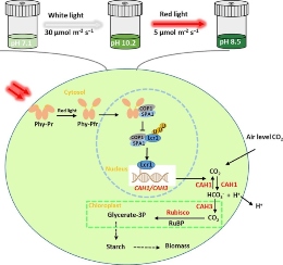 Study proves red light promotes growth of Haematococcus pluvialis