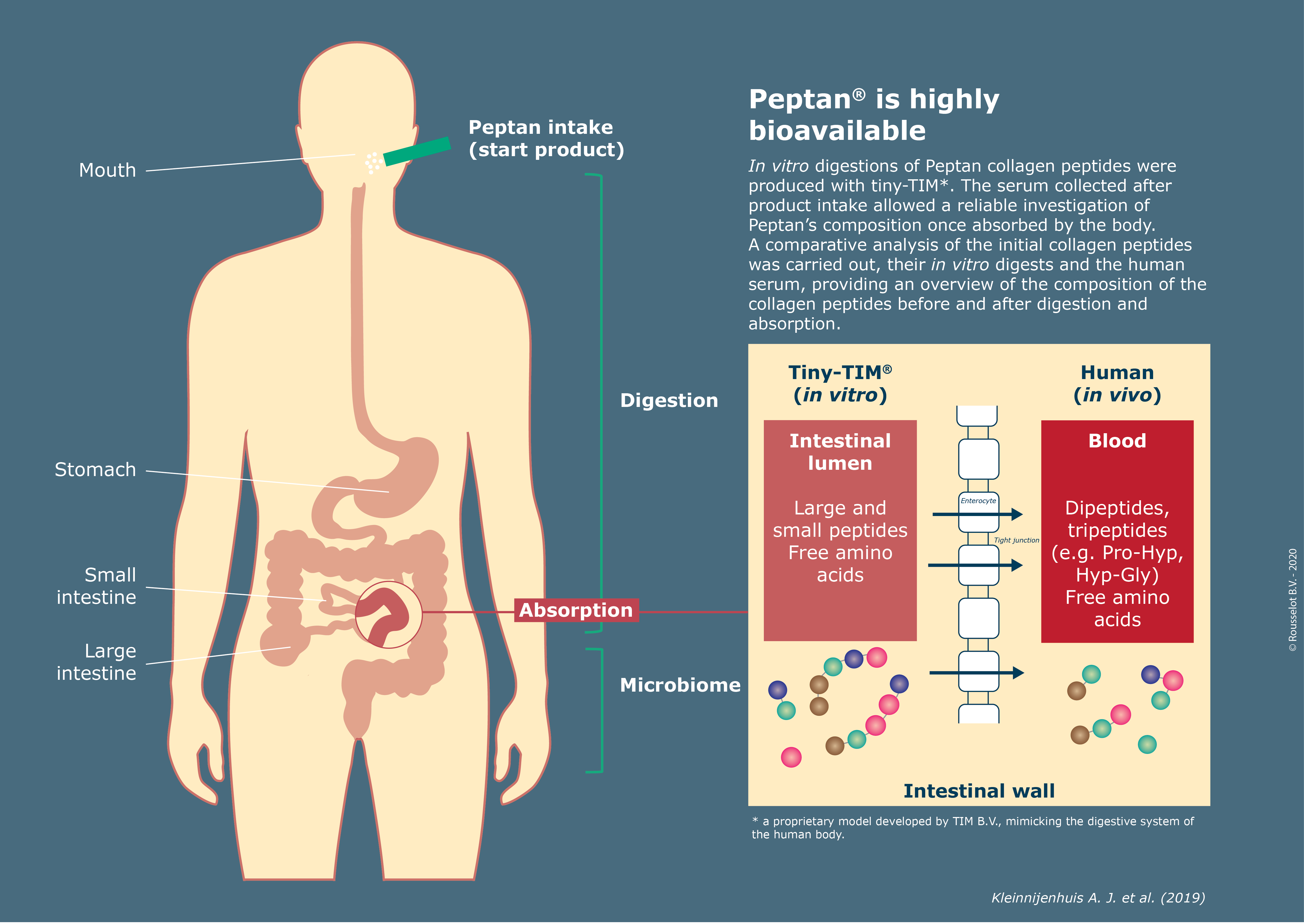 Study reveals modifications of collagen peptides through digestion