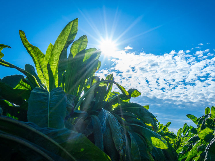 Supply chain sustainability: lessons learnt