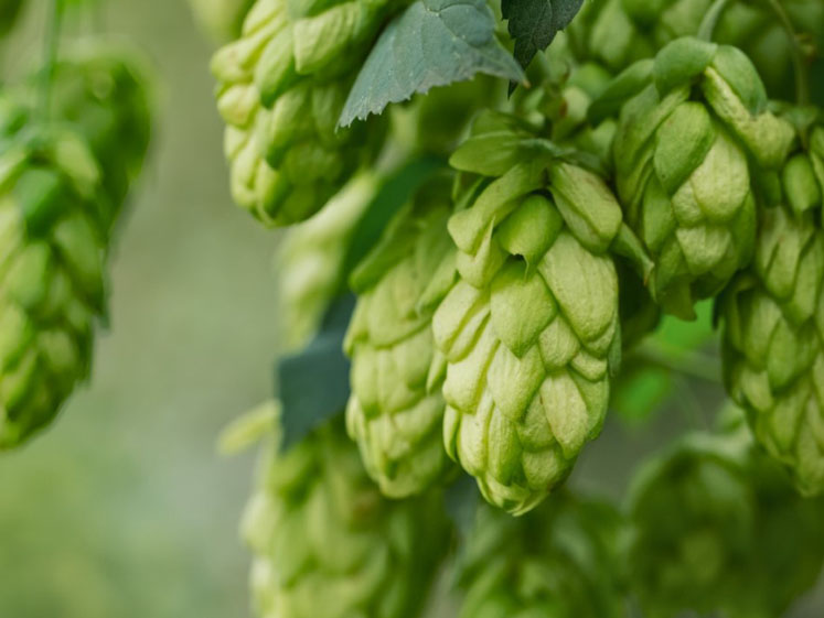 Synergy Flavours celebrates 140 years of flavour extraction expertise