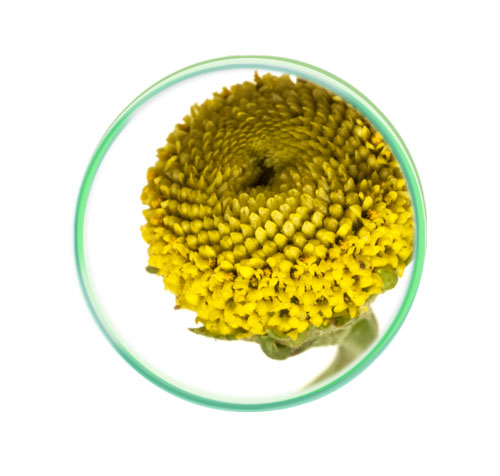 Tackling chronic pain with botanicals: how nature can help human well-being