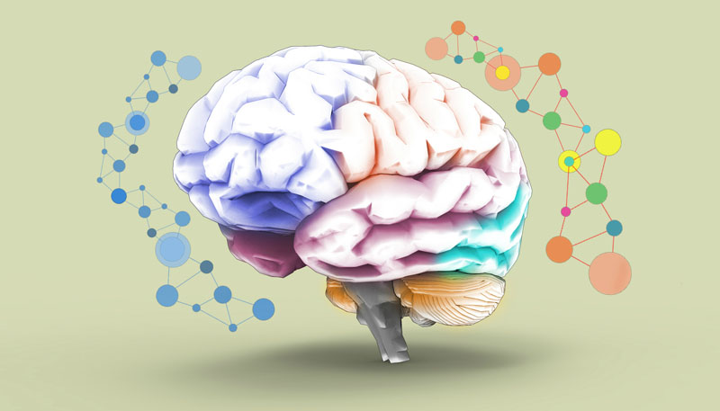 The ferroptosis frontier: the essential roles of squalene and CoQ in brain and cognitive health