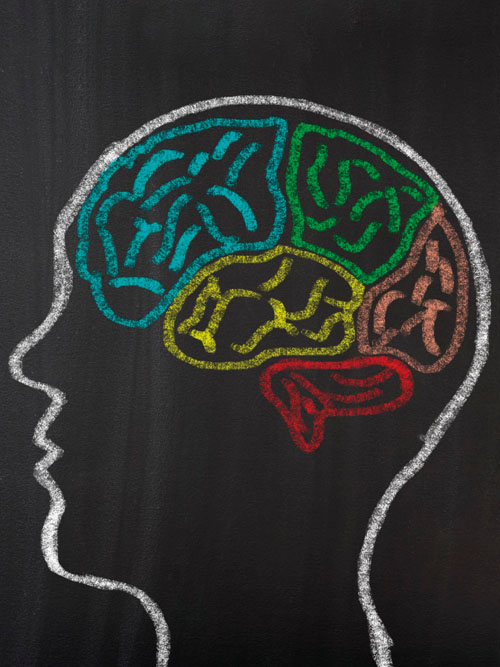 The ferroptosis frontier: the essential roles of squalene and CoQ in brain and cognitive health