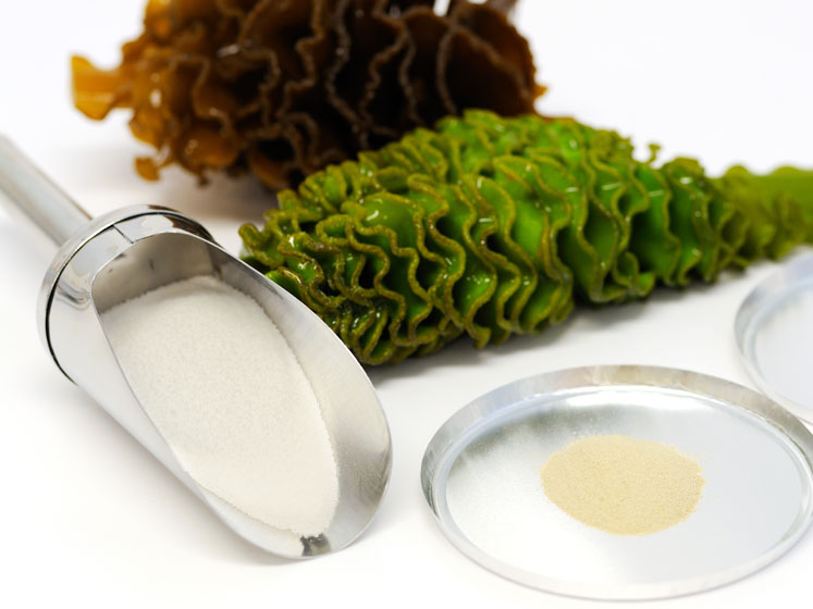The history of fucoidan