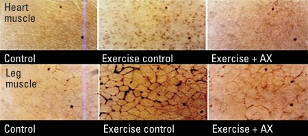 Figure 8: Cross-section of heart and leg muscle. Exercise increased muscle and cell membrane damage (shown in black). Astaxanthin intake reduced muscle damage<sup>18</sup>