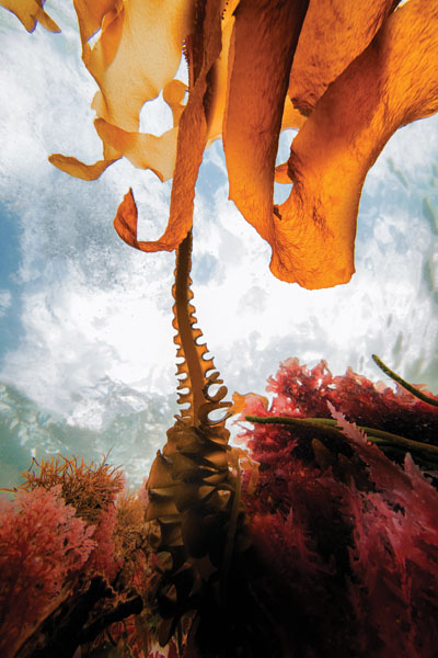 The rise of fucoidan in integrative oncology