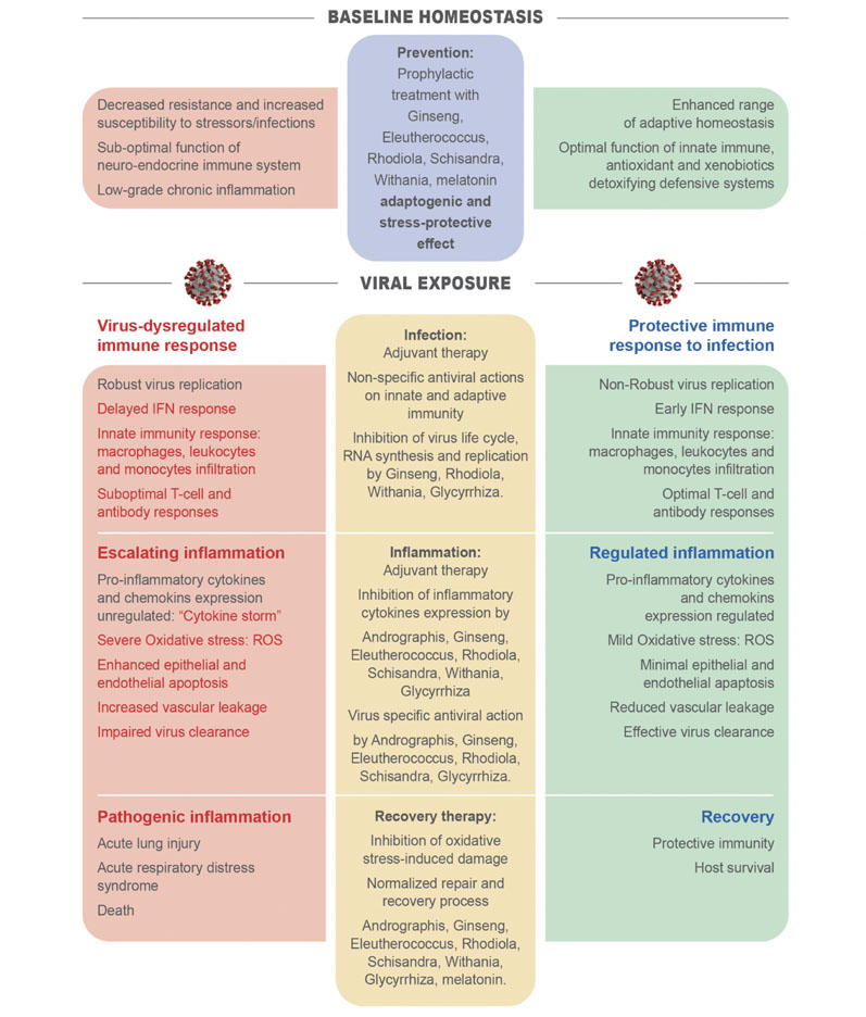 Figure 1. Schematic diagram of various phases of immune and inflammatory responses to SARS-CoV-2 infection and stages of COVID-19 progression with (highlighted in green color) and without (highlighted in red color) considering potential effects of adaptogenic plants on prevention, infection, inflammation, and recovery phases of viral infection