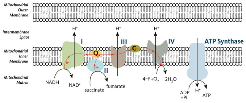 The ultimate health combination: ubiquinol and mitochondria
