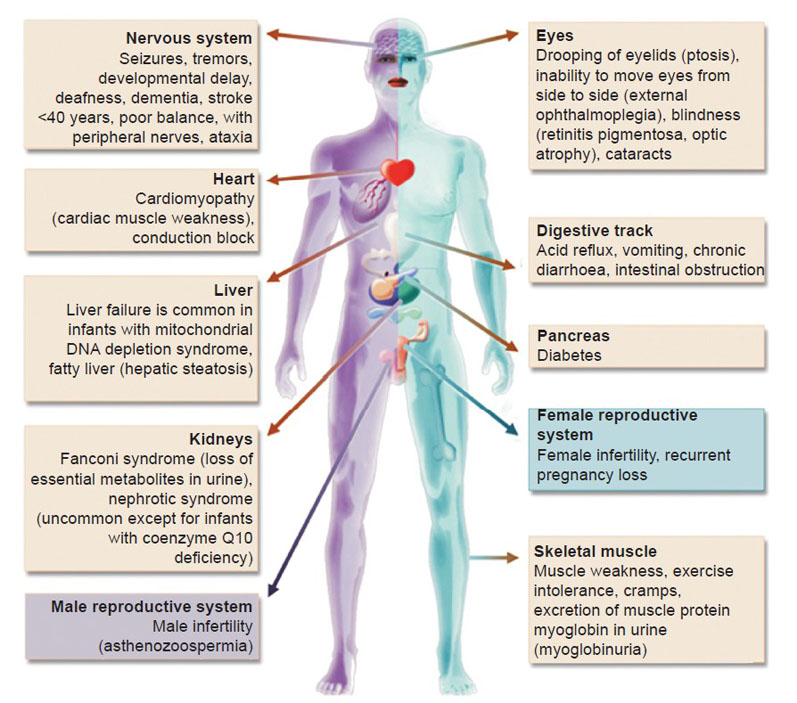 The ultimate health combination: ubiquinol and mitochondria
