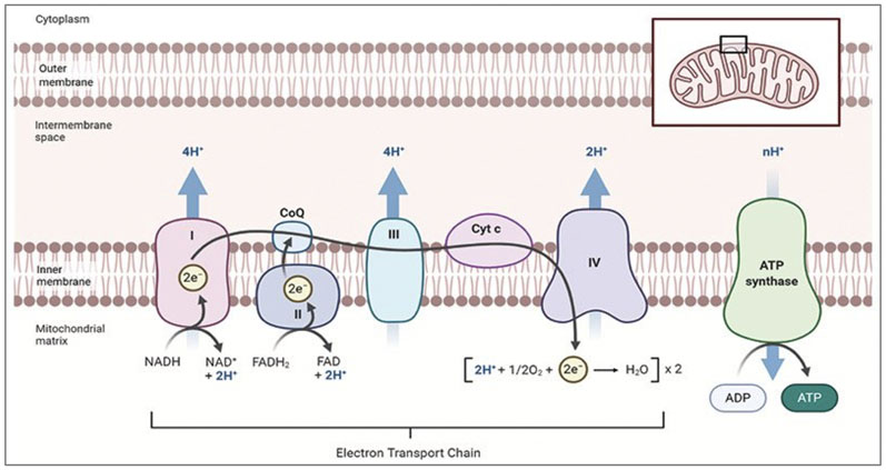 The ultimate health combination: ubiquinol and mitochondria
