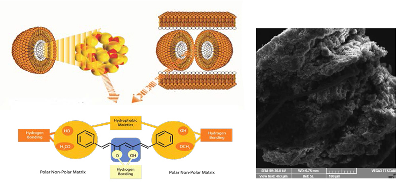 Turmeric or curcumin ? “Cureit”/Acumin – Recreating turmeric matrix with active curcuminoids