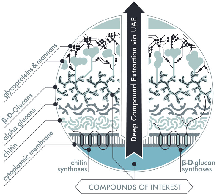 Figure 1: A representation of the fungal cell wall following the formation of a UAE solvent pathway that allows the COIs to be released