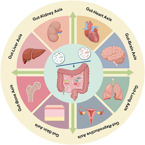 Unveiling the gut-heart connection: the role of microbiota in heart failure