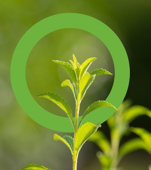 WATCH: Ingredion release videos on stevia and sugar reduction