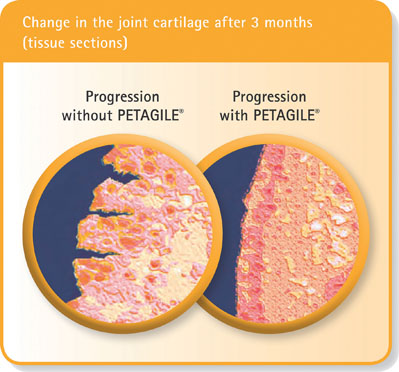 Figure 3: Change in joint cartilage after 3 months (tissue sections)
